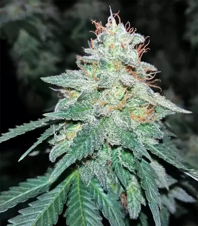 Semi femminizzati di Pineapple