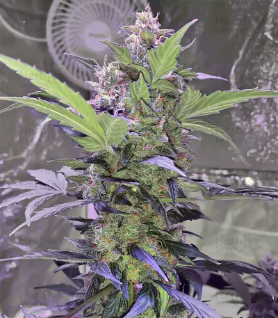 Semi femminizzati Ripper Haze