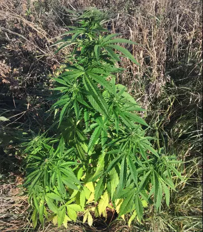 Shark Widow Seeds