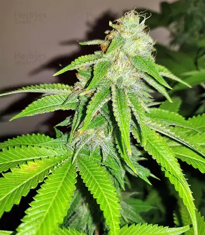 Sherbet (Seedstockers)