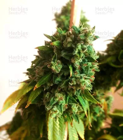 Sour Diesel Regular seeds