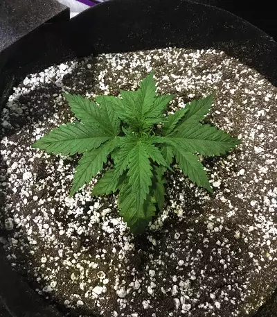 South Mountain Cheese seeds