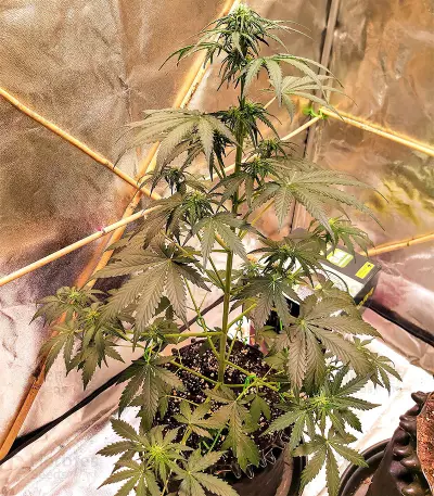 Sticky Fingers Autoflower (Seedstockers)
