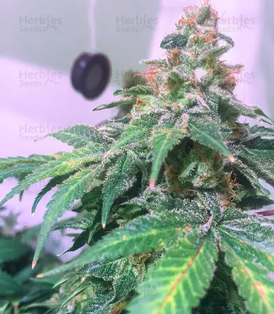 Sticky Fingers feminized seeds