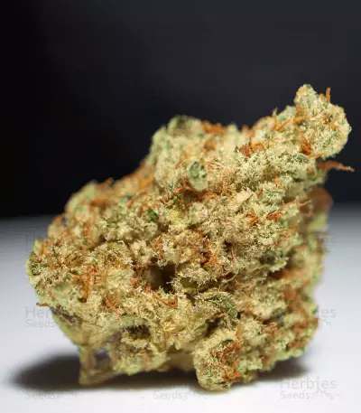 Graines de cannabis Stracciatella (T.H. Seeds)