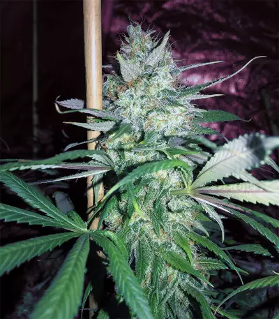 Semi femminizzati di Strawberry Fields