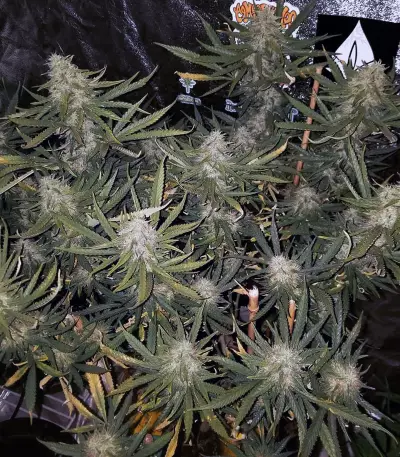 JillyBean Seeds