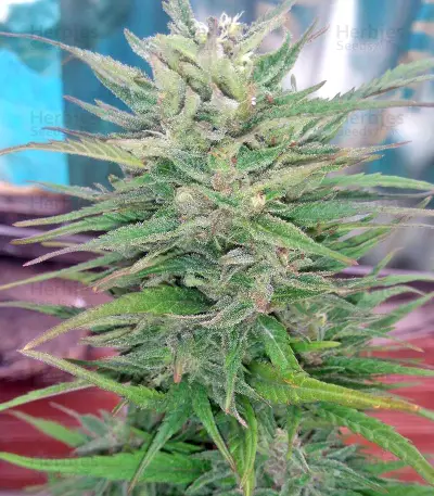 Sugarloaf (CannaBioGen)