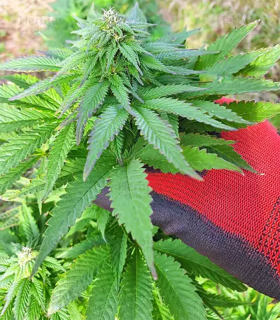 Super Skunk Autoflower (Seedstockers)