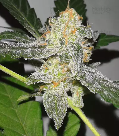 Supercheese Seeds