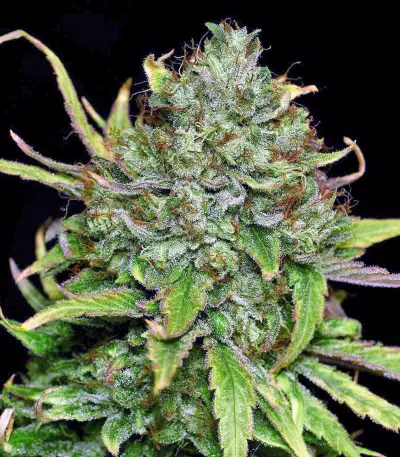 Graines de cannabis Sweet Pure Auto CBD (Sweet Seeds)