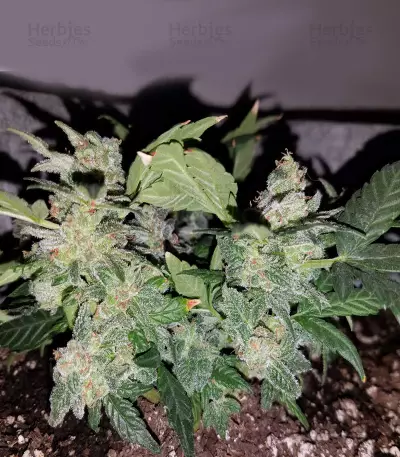 Tyrone Special Auto (Mephisto Genetics)