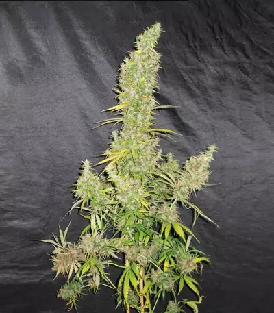 Zamaldelica feminized seeds