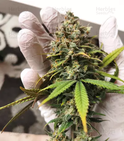 Amnesia Lemon Kush Seeds (Original Sensible Seeds)