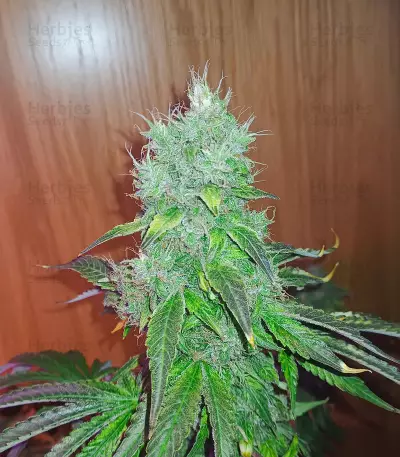Banana Bomb Seeds