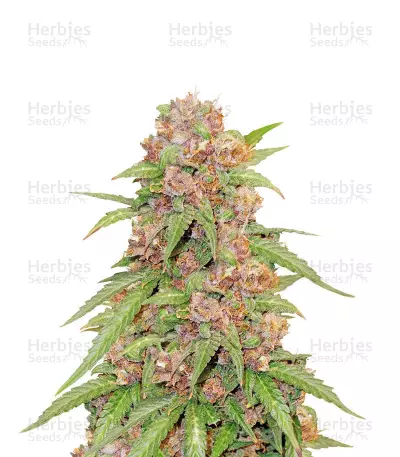 Beginner Auto Mix (Herbies Seeds)