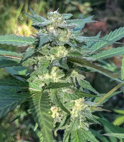 Bruce Banner Seeds (Flavour Chasers Seeds)