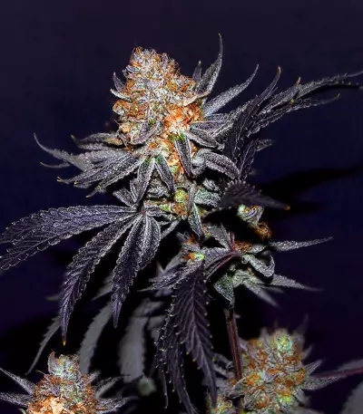 Buddha Kush OG Seeds