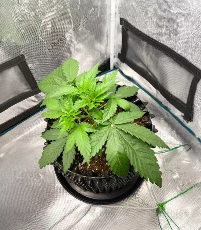 CBD Mango Haze (CBD Crew)