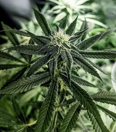 Cindy 99 (BlimBurn Seeds)