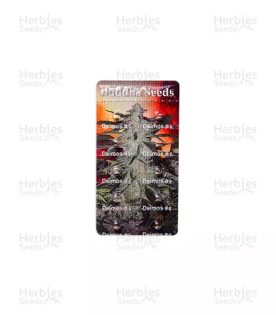 Graines de cannabis Buddha Deimos Auto (Buddha Seeds)