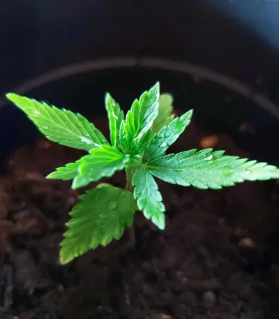 Diesel Berry Auto (Auto Seeds)