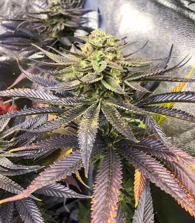Dozywelly OG Feminized Seeds (AlphaFem Seeds)