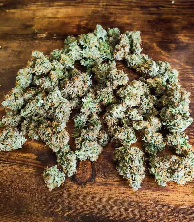 Graines féminisées de Gelato Glue Autoflower (EGS)