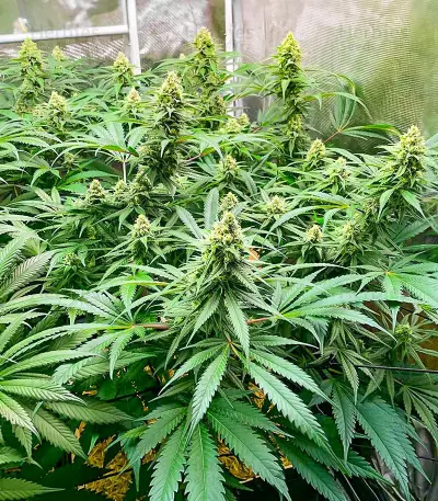 GG#4 Original Glue Fast Version (EGS)