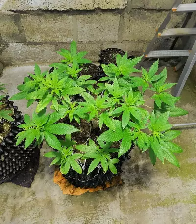 Gorilla Cookies Fast Flowering Seeds(Fast Buds)