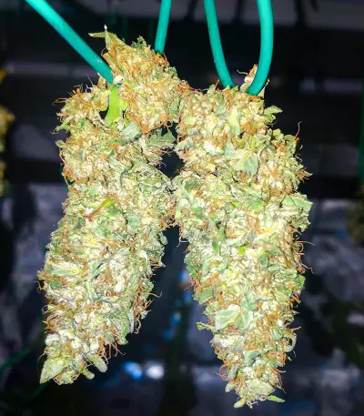 Semi Femminizzati I'm Alive (AlphaFem Seeds)