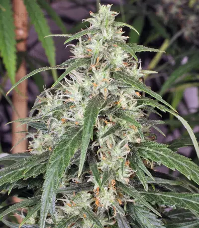 Mekong High (Dutch Passion)