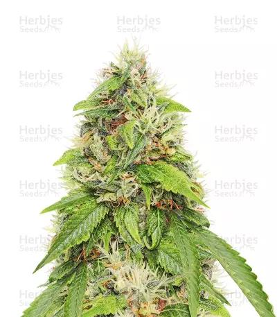 Moby Dick feminized seeds