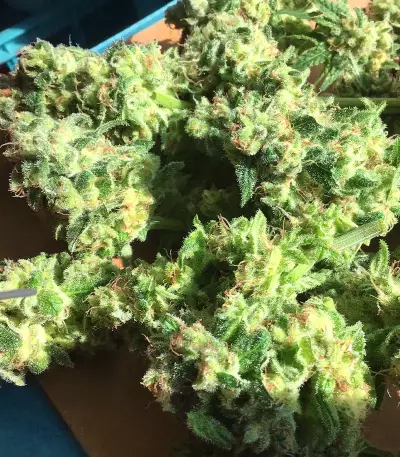OG Kush feminized seeds (Kera Seeds)