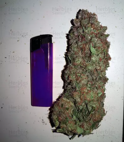 Purple Punch Cookies (Original Sensible Seeds)