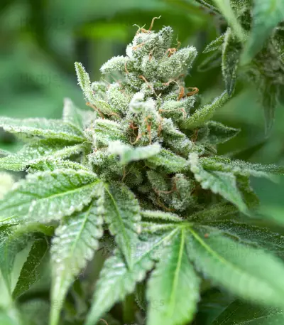 RudeBoi OG F1 Seeds (Seedkeepers)