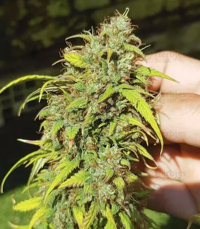 Skywalker Haze feminized seeds (Dutch Passion)