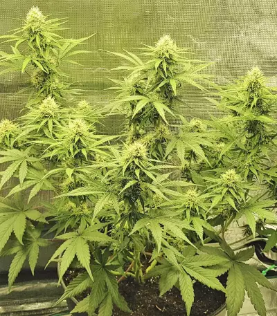 Skywalker Haze feminized seeds (Dutch Passion)