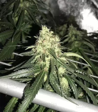 Afghan Skunk (Advanced Seeds)