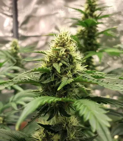 Auto Georgia Pie feminized seeds