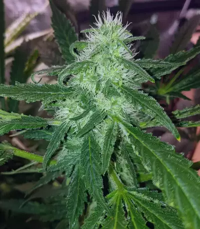 Black Budha (Sagarmatha Seeds)