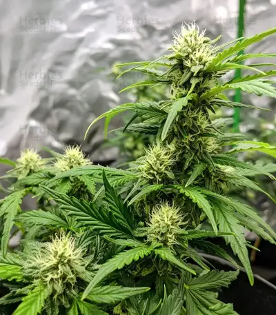 Bruce Banner #3 Auto Seeds