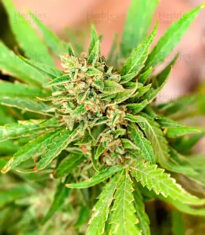 California Special feminized seeds