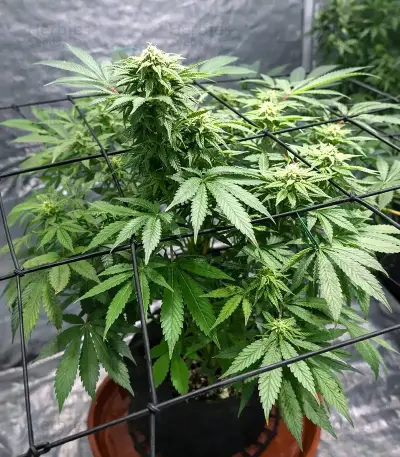 CBD Hammer Shark feminized seeds