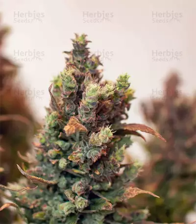 Semi Femminizzati Gelato Auto (Fast Buds)