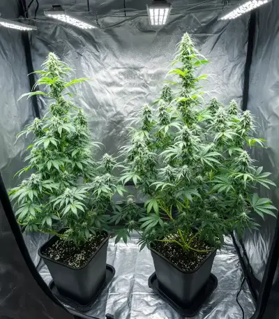 Semi Femminizzati Gelato (Barney's Farm)