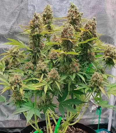 GG#4 Original Glue Auto Seeds