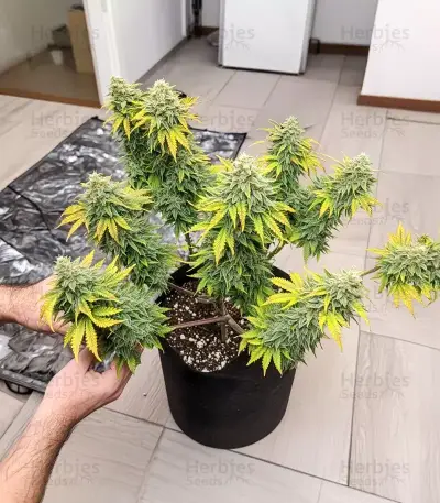 GMO Seeds