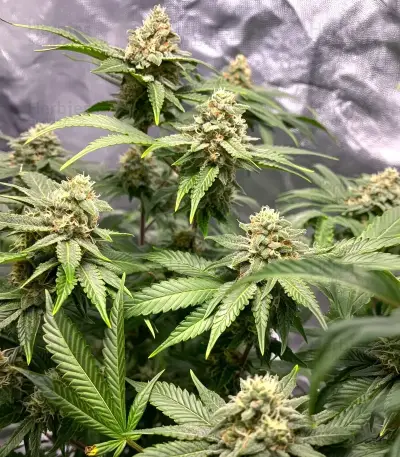 Granddaddy Purple Seeds