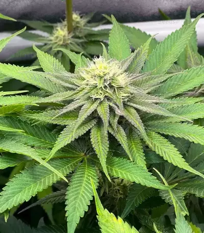 Granny Candy Feminized (Humboldt Seeds Company)